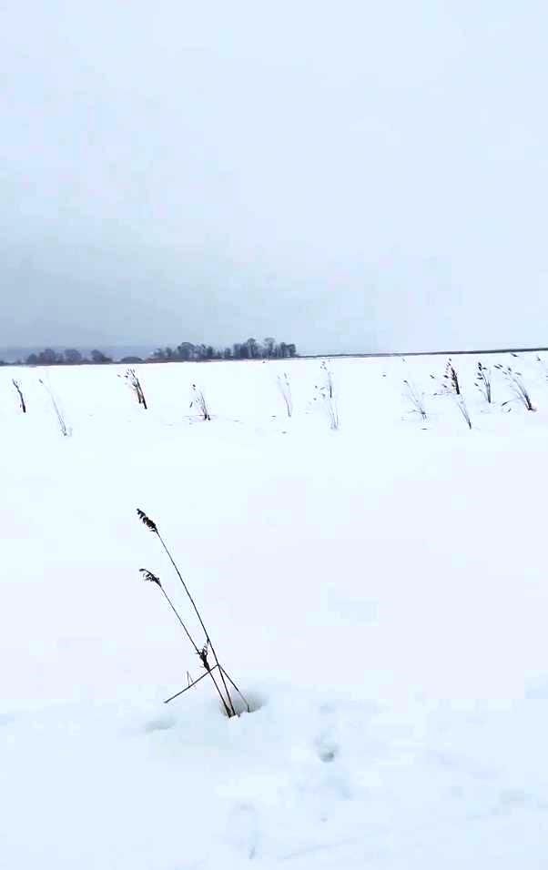 Акция «Рыбе быть» в Лаишевском районе: спасение водных биоресурсов прошло успешно