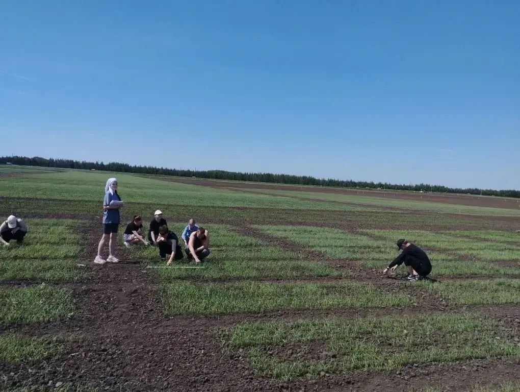 В Лаишевском районе ведется учет всходов на опытных полях «Агробиотехнопарка» КГАУ