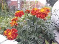 Красная книга глазами детей: Госкомитет РТ по биоресурсам объявляет конкурс детских поделок «Я и Красная книга» («Мин һәм Кызыл китап»)