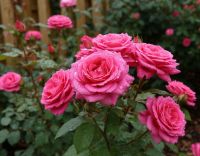 Как укрыть розы на зиму: советы для сохранения красоты и здоровья цветов