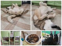 Еще четыре домашних любимца очень ждут вашего внимания в ФОТОконкурсе «Забавные питомцы»