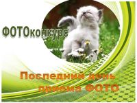 17 декабря — последний день приема на конкурс «Забавные питомцы» — 2025