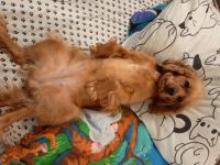 Пополнила фотогалерею конкурса «Забавные питомцы» собачка Джесси