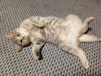 Кошечка Дюняша разнообразила фото-экспозицию конкурса «Забавные питомцы»