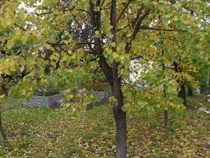 Тепло возвращается в Лаишевский район