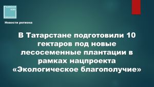 Минлесхоз РТ подготовил землю для выращивания элитных семян сосны и ели