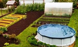 Зеленые помощники: зачем и как сеять сидераты на освободившиеся грядки