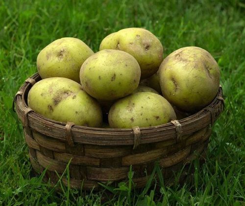 Почему нельзя есть зелёный картофель?