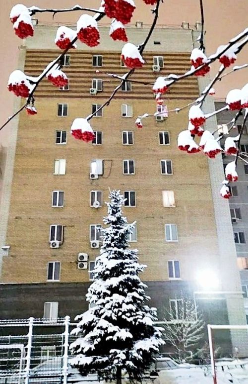 Стихи и фото читателя. Владимир Андреев: Гроздья красные рябины  в одеянии зимы