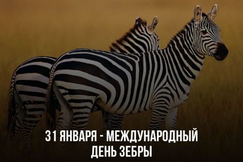 Сегодня - Международный день зебры