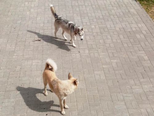 Чтобы завести щенка, жителям Лаишевского района понадобится разрешение соседей