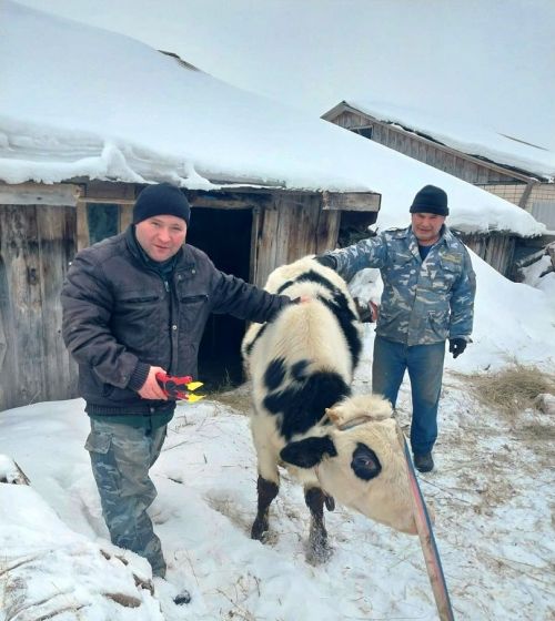 Как проходит маркировка крупного рогатого скота