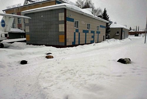 И снова собаки стаями гуляют