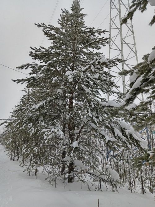 Городской парк, тишина, снег