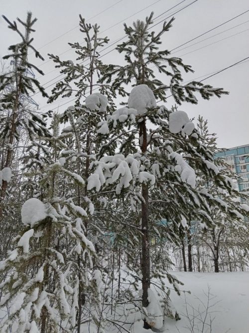 Городской парк, тишина, снег