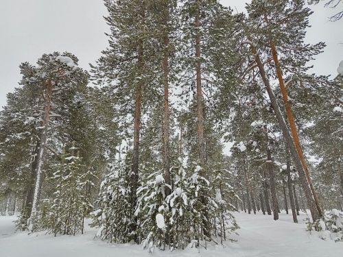 Городской парк, тишина, снег