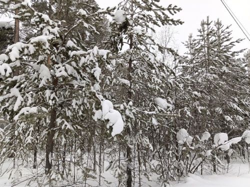 Городской парк, тишина, снег