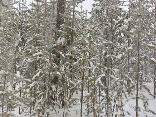 Городской парк, тишина, снег