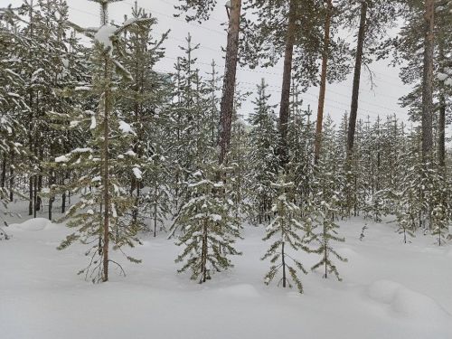 Городской парк, тишина, снег
