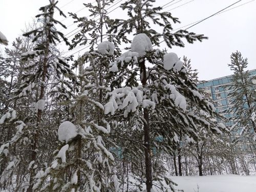 Городской парк, тишина, снег
