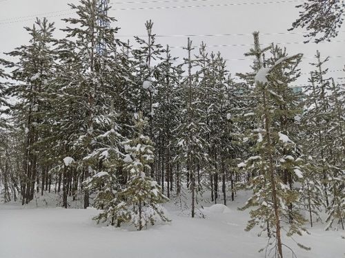 Городской парк, тишина, снег