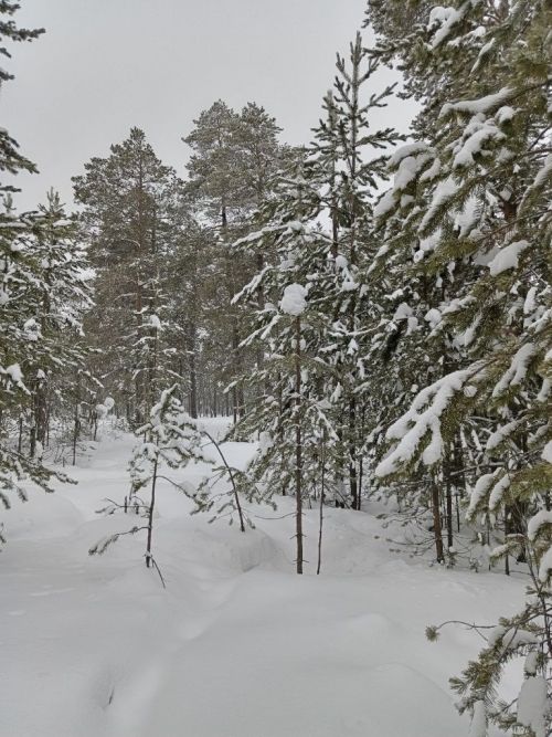 Городской парк, тишина, снег