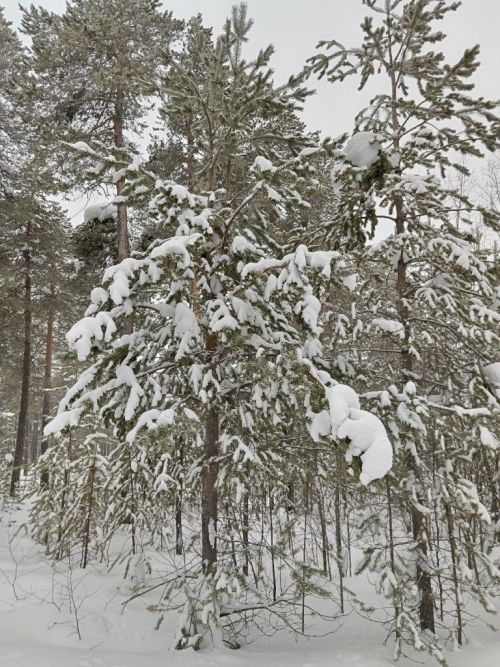 Городской парк, тишина, снег