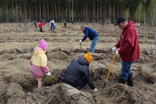В Лаишевском районе высадили тысячи деревьев