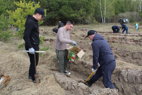 В Лаишевском районе высадили тысячи деревьев