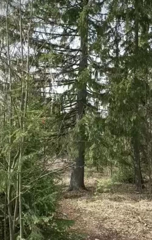Акыллы фикерләр