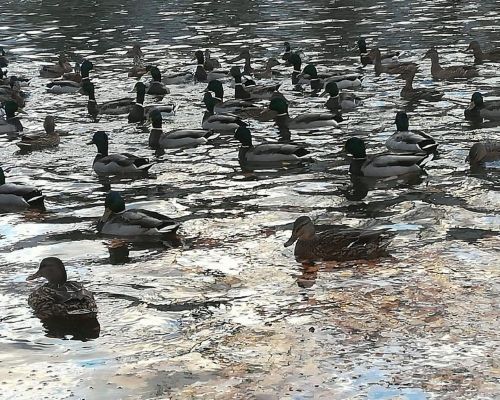 По инициативе читателей открывается фотогалерея «Яркий  мир»