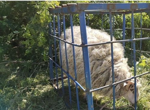 Сабантуй проходит в селе Пелево Лаишевского района