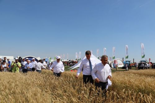 В Лаишевском районе идет Всероссийский День поля