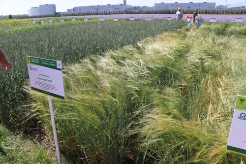 В Лаишевском районе идет Всероссийский День поля