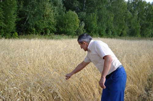 Комбайнеров-передовиков хозяйств Лаишевского района чествовали прямо в поле