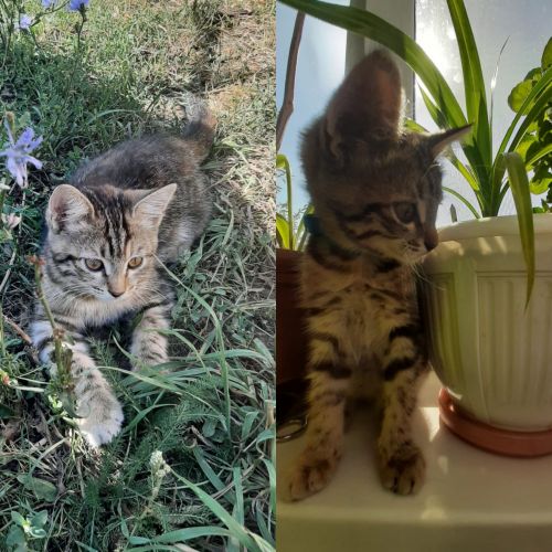 Кошка Мия участвует в ФОТОконкурсе «Мой питомец — просто кадр!»