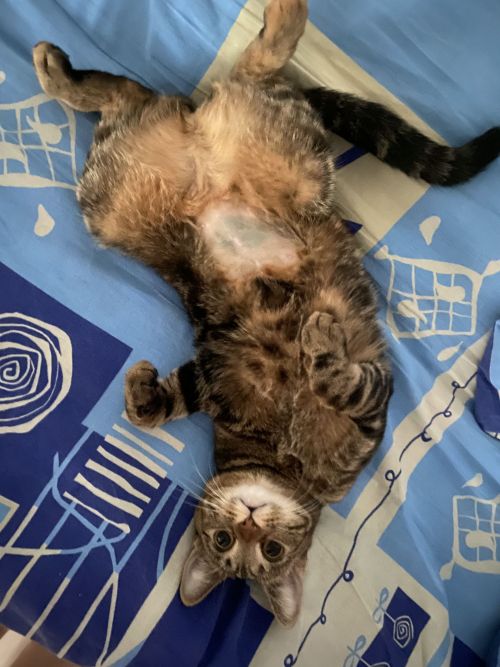 Кошка Хлоя участвует в ФОТОконкурсе «Мой питомец — просто кадр!»