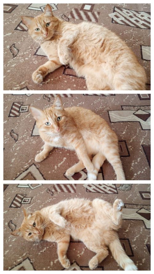 Кошка Сима участвует в ФОТОконкурсе «Мой питомец — просто кадр!»