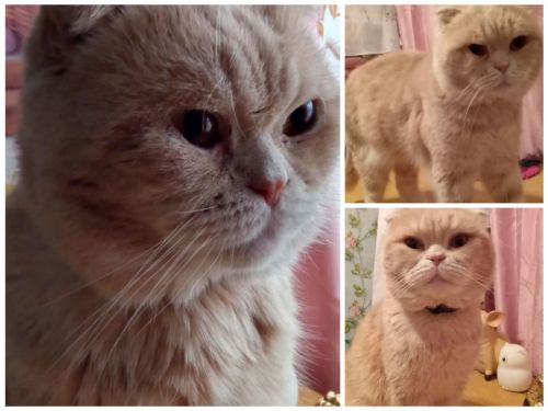 Кот Тиша участвует в ФОТОконкурсе «Мой питомец — просто кадр!»
