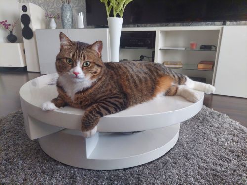 Котик Филя участвует в ФОТОконкурсе «Мой питомец — просто кадр!»