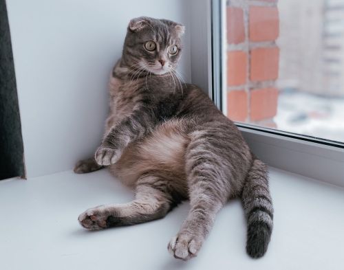 Кошка Крошка участвует в ФОТОконкурсе «Мой питомец — просто кадр!»
