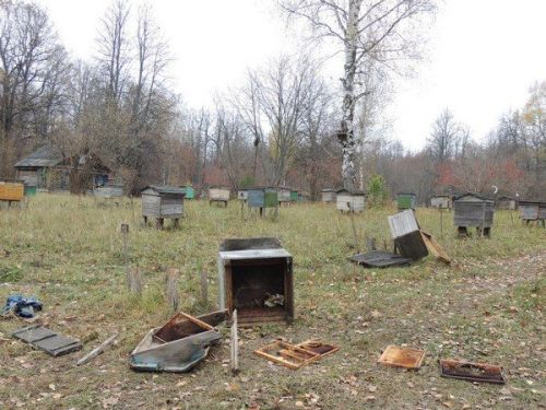 В Атабаево бурый медведь вскрыл улей с пчелами и полакомился медом