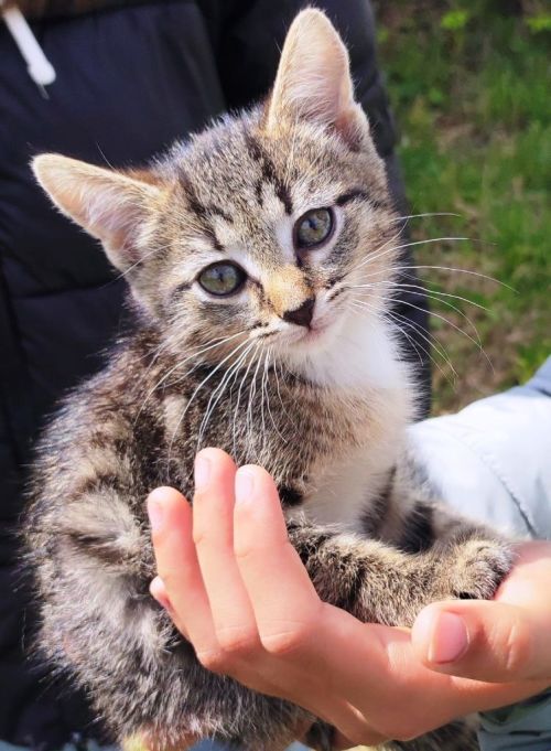 Серый маленький котенок на охоту смело вышел