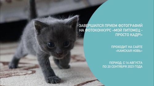 Завершился прием фотографий на ФОТОконкурс «Мой питомец — просто кадр!»