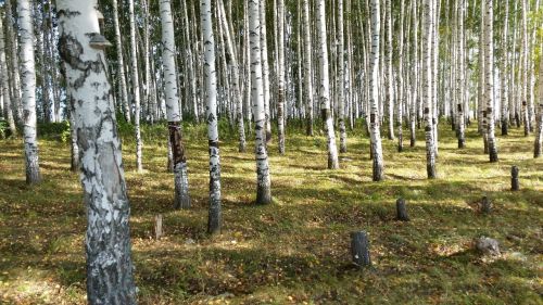 Сегодня лаишевцев ждет теплая, но ветреная погода