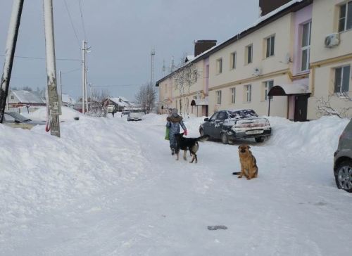 И опять разговор о бродячих собаках