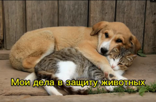 В Лаишевской гимназии № 1 завершилась акция «Мои дела в защиту животных» отряда «Мы СМС-дети».