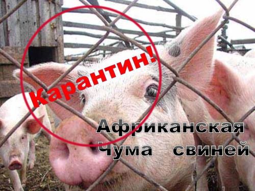 В Татарстане ведется профилактика африканской чумы свиней