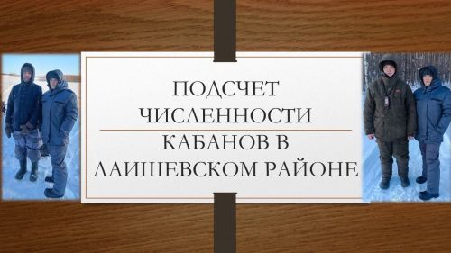 В Лаишевском районе ведется подсчет численности кабанов