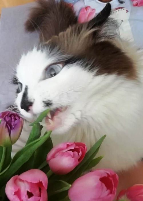 Праздник 8 Марта закончился, а весна продолжается